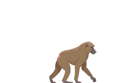 Baboon Body Illustration