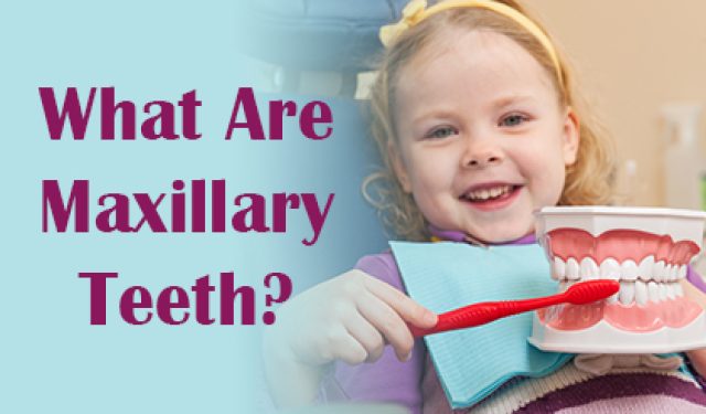 What Are Maxillary Teeth? (featured image)